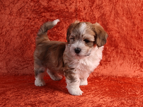 Bichon Havanais hvalp fra kennel Miki Nanoq